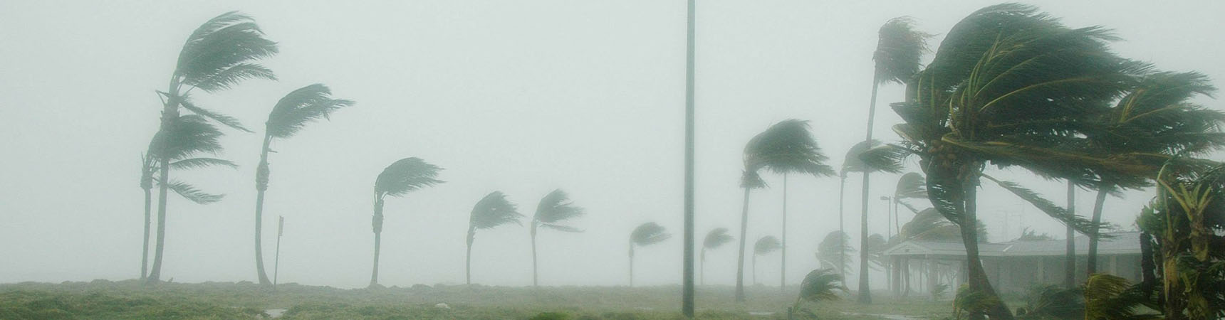 Palm Trees blowing from a hurricane