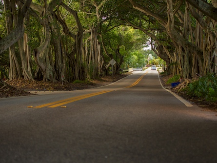 the banyan tree tunnel road near stuart florida